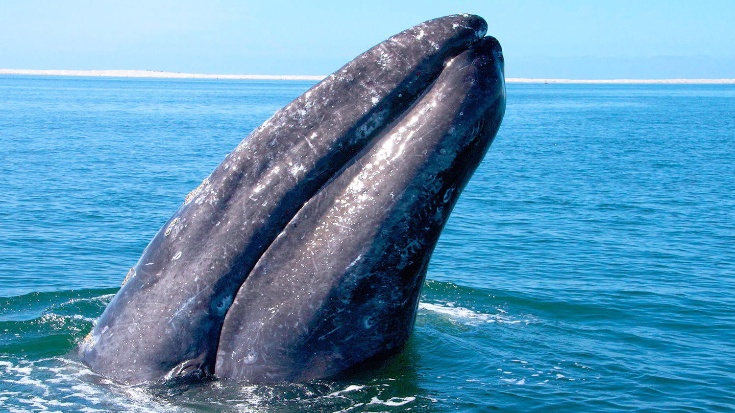马格达莱纳湾鲸鱼