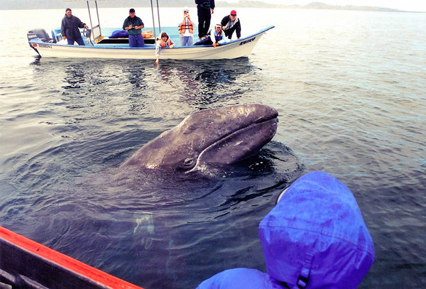 Серые киты Сан-Карлоса 2004